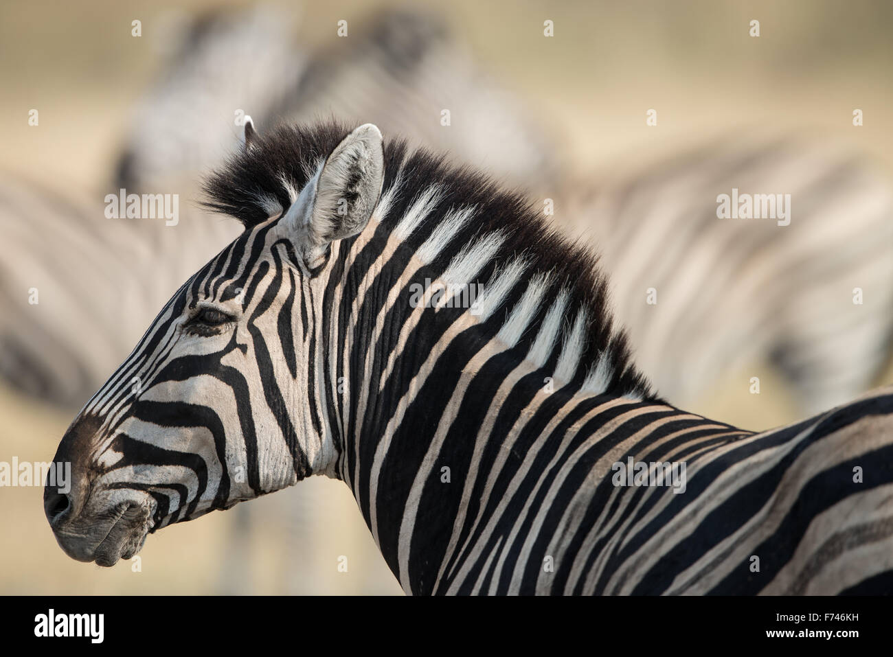 Ritratto di una zebra con beautiufl uno sfondo morbido in Moremi NP, Botswana Foto Stock