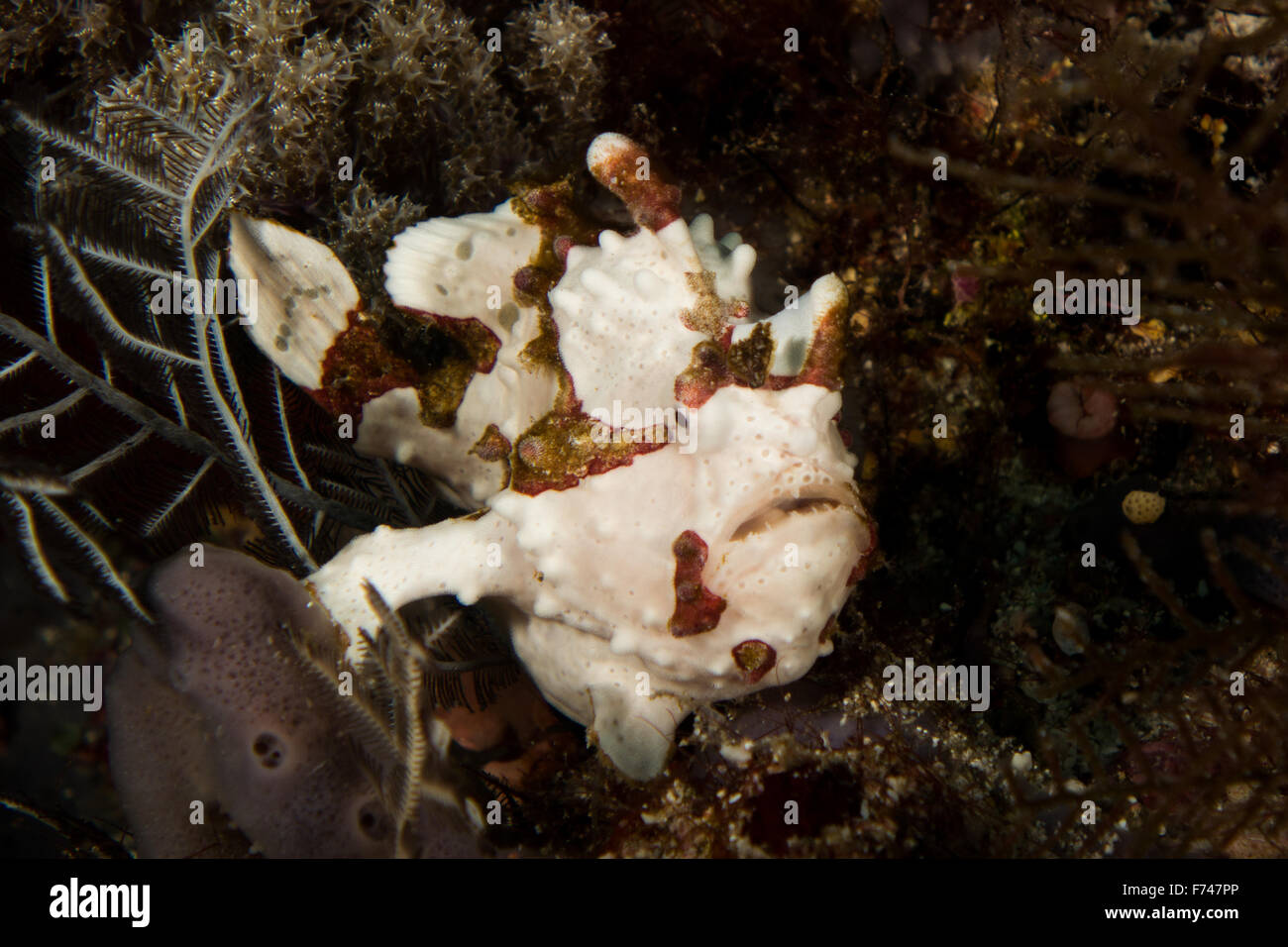 Un bianco presenta verrucosa pesce rana - Antennarius Maculatus. Prese nel Parco Nazionale di Komodo, Indonesia Foto Stock