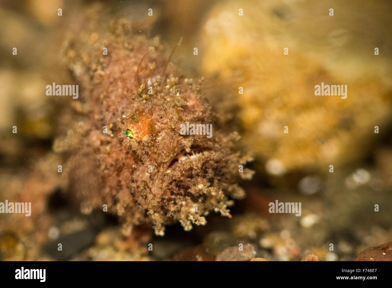 Un bambino piccolo pesce rana antenatius striatus, circa 2cm. Prese vicino Alor, Indonesia. Foto Stock