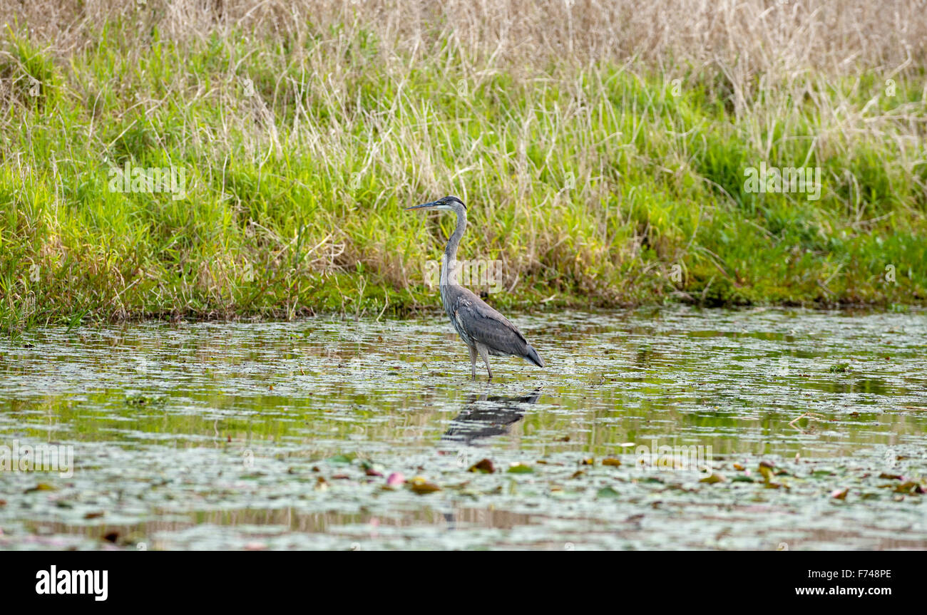 Airone blu in piedi, Nord America, USA, Florida, Myakka River State Park, Ardea erodiade Foto Stock