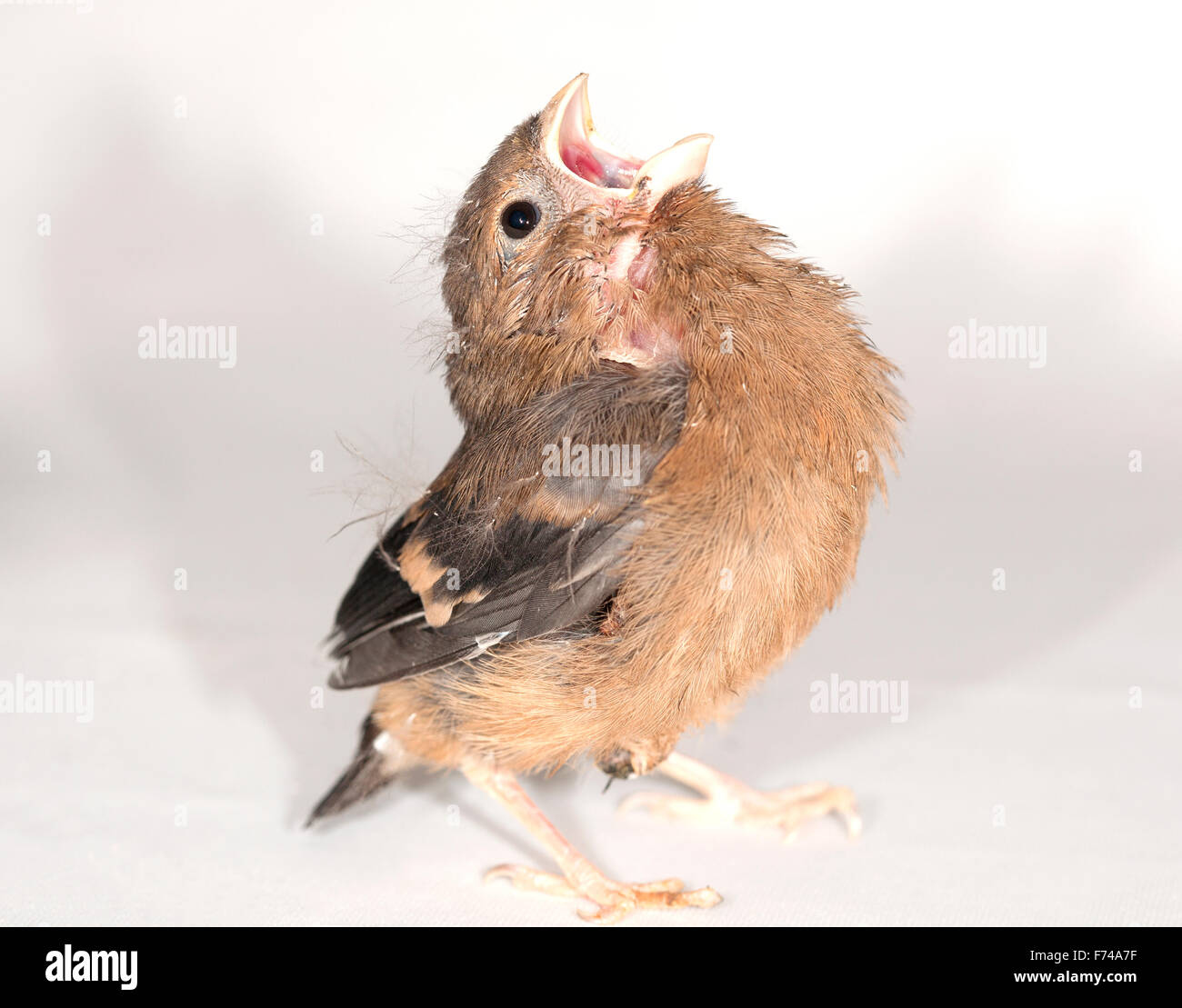 I capretti Bullfinch comune Foto Stock