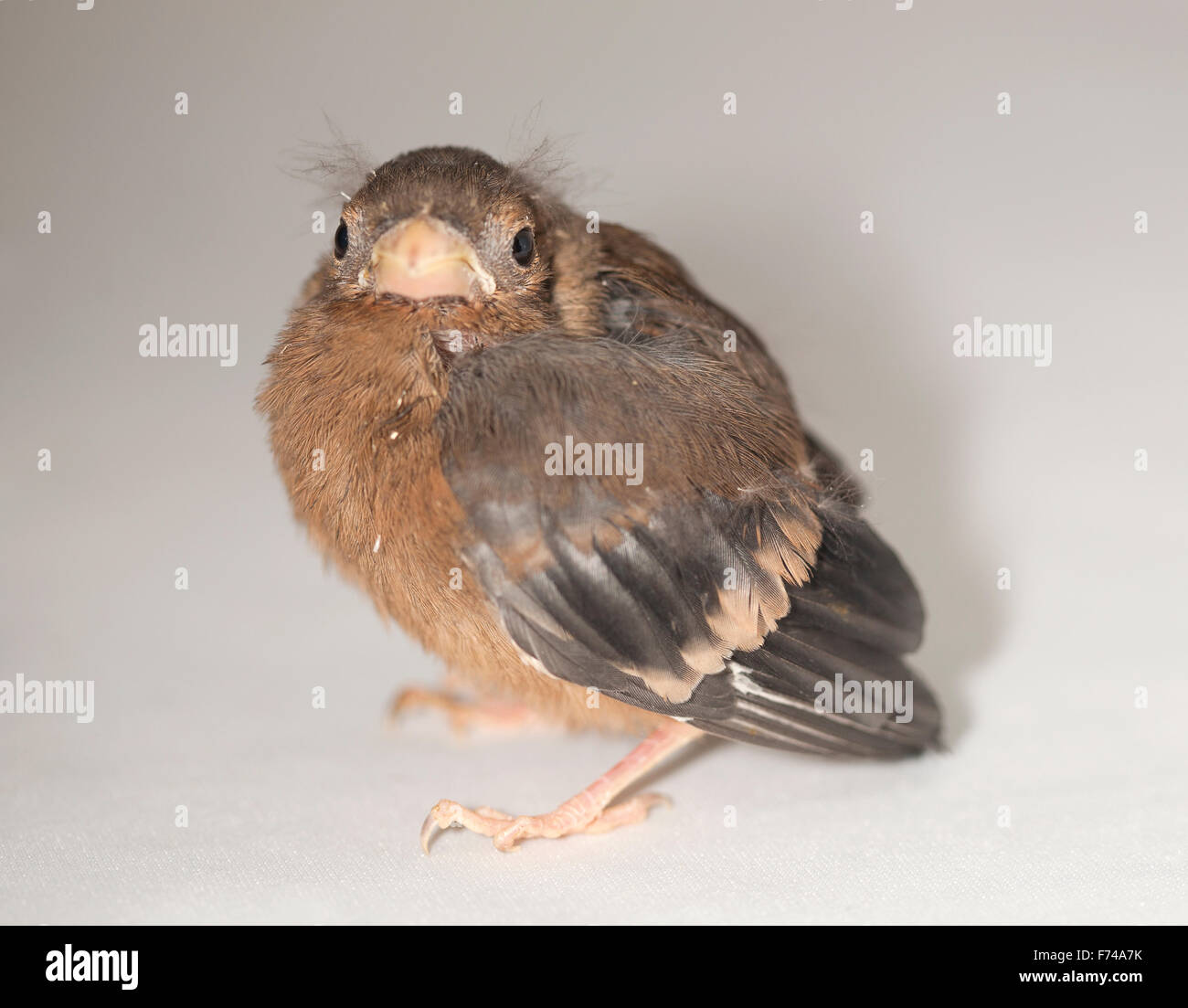 I capretti Bullfinch comune Foto Stock