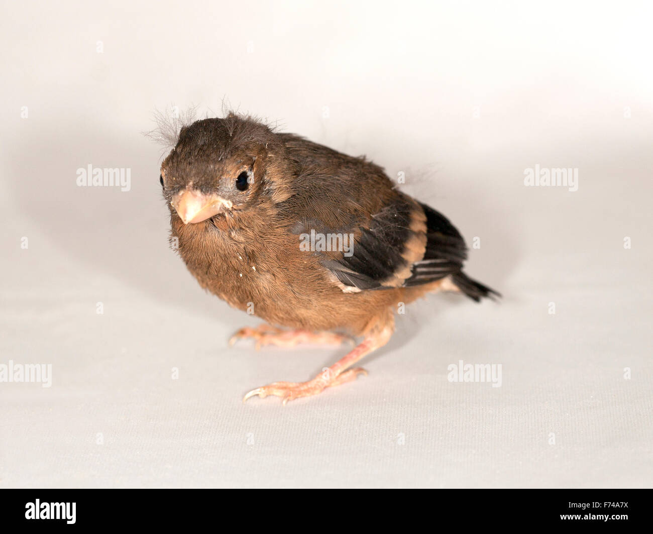 I capretti Bullfinch comune Foto Stock