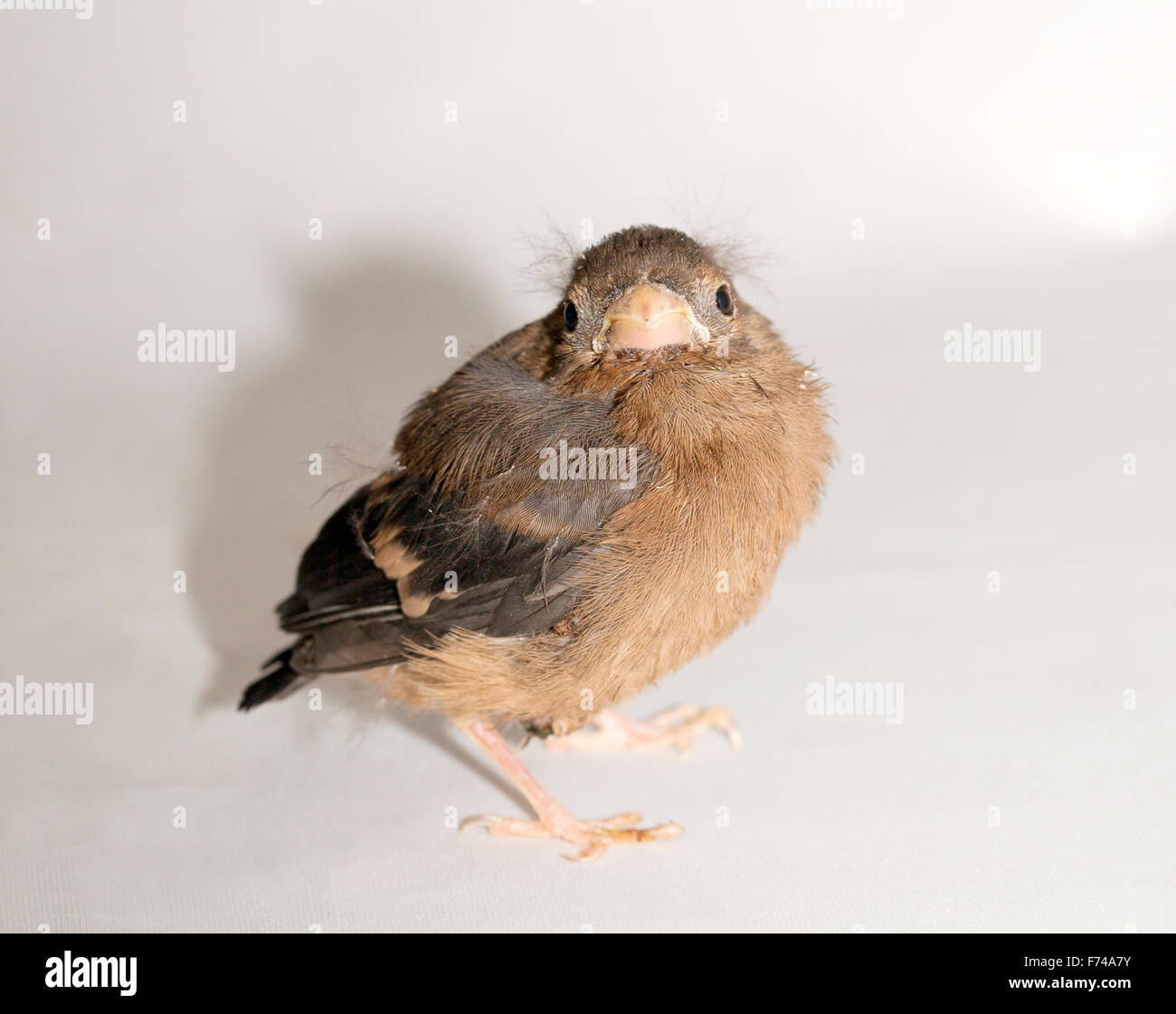 I capretti Bullfinch comune Foto Stock
