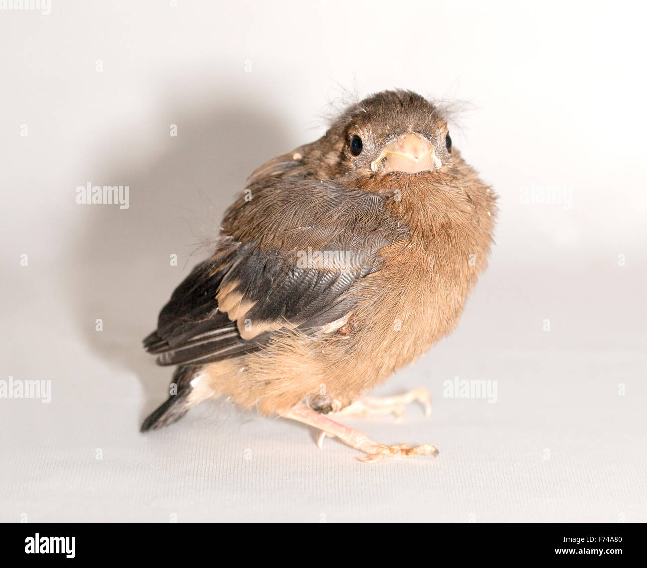 I capretti Bullfinch comune Foto Stock