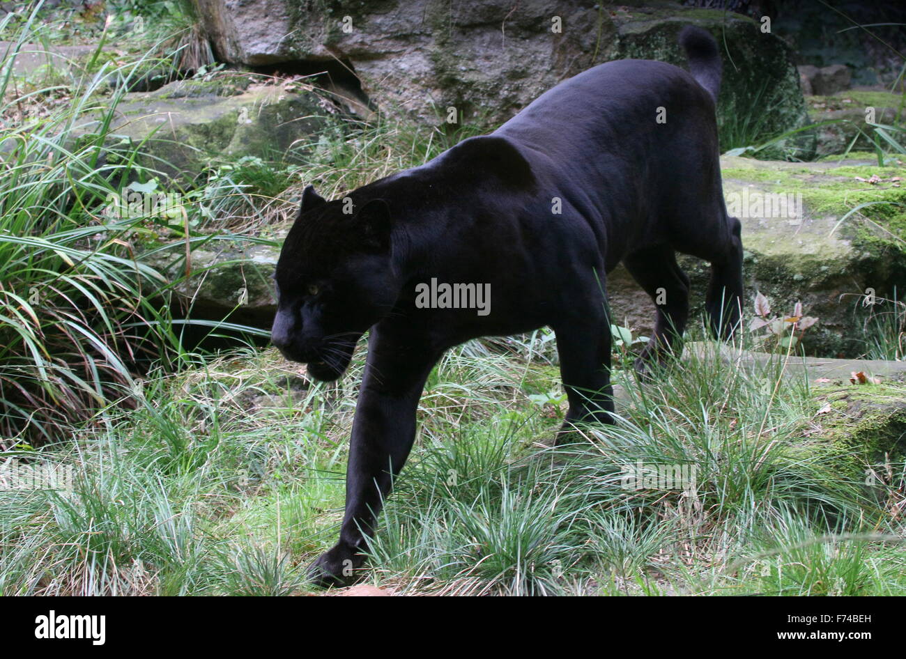 Voce maschile Sud Americana Giaguaro Nero (Panthera onca) sul prowl Foto Stock
