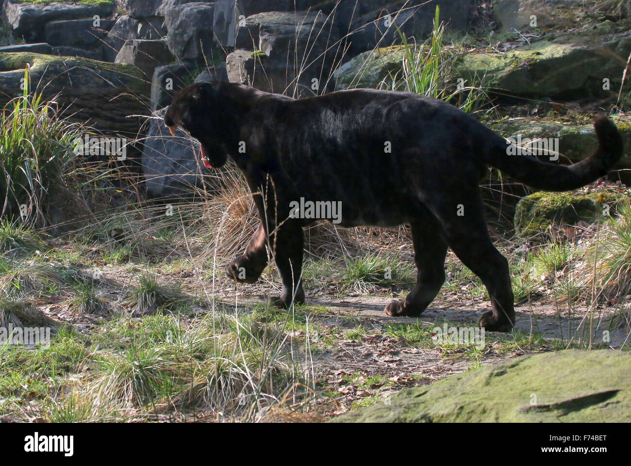 Voce maschile Sud Americana Giaguaro Nero (Panthera onca) sul prowl Foto Stock