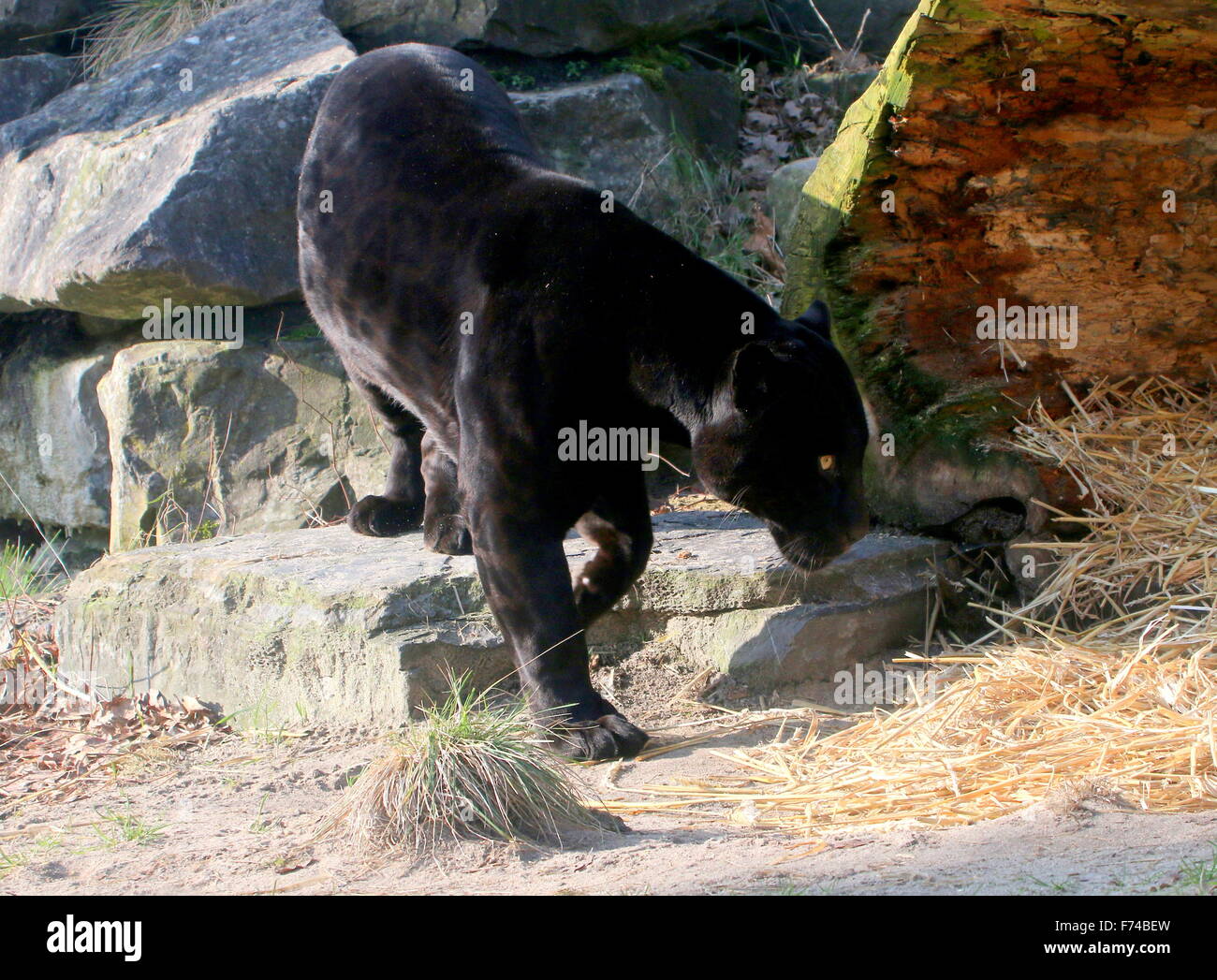 Voce maschile Sud Americana Giaguaro Nero (Panthera onca) sul prowl Foto Stock