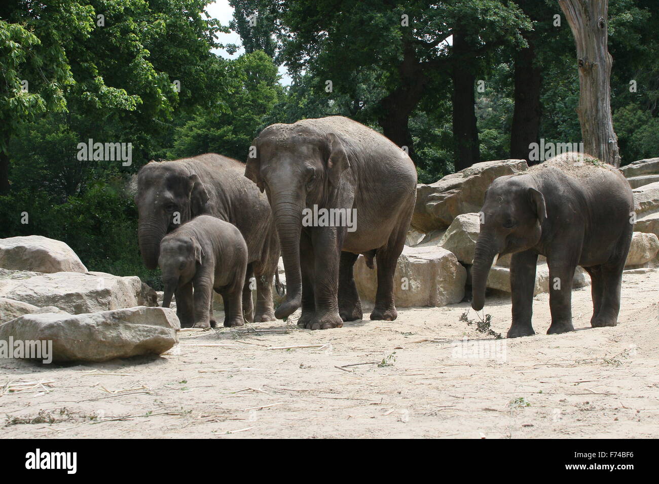 Branco di elefanti asiatici (Elephas maximus Indicus) Foto Stock