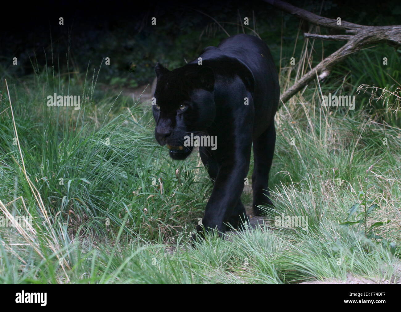 Voce maschile Sud Americana Giaguaro Nero (Panthera onca) sul prowl Foto Stock