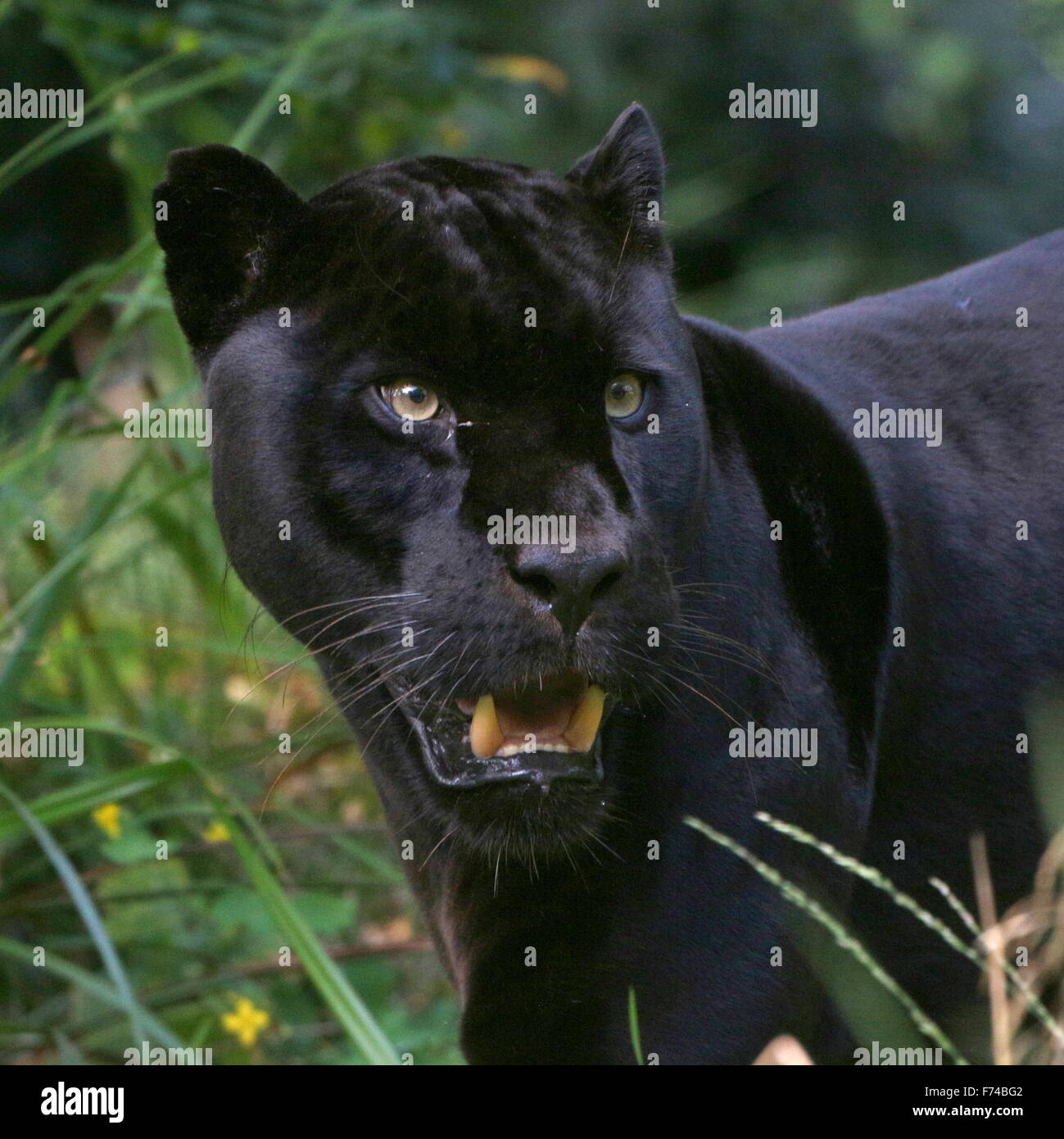 Close-up della testa di un maschio di South American Giaguaro Nero (Panthera onca), di fronte alla fotocamera Foto Stock