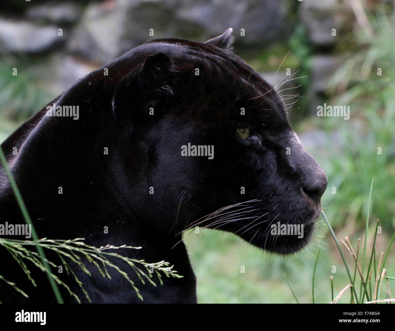 Close-up della testa di un maschio di South American Giaguaro Nero (Panthera onca), visto di profilo Foto Stock