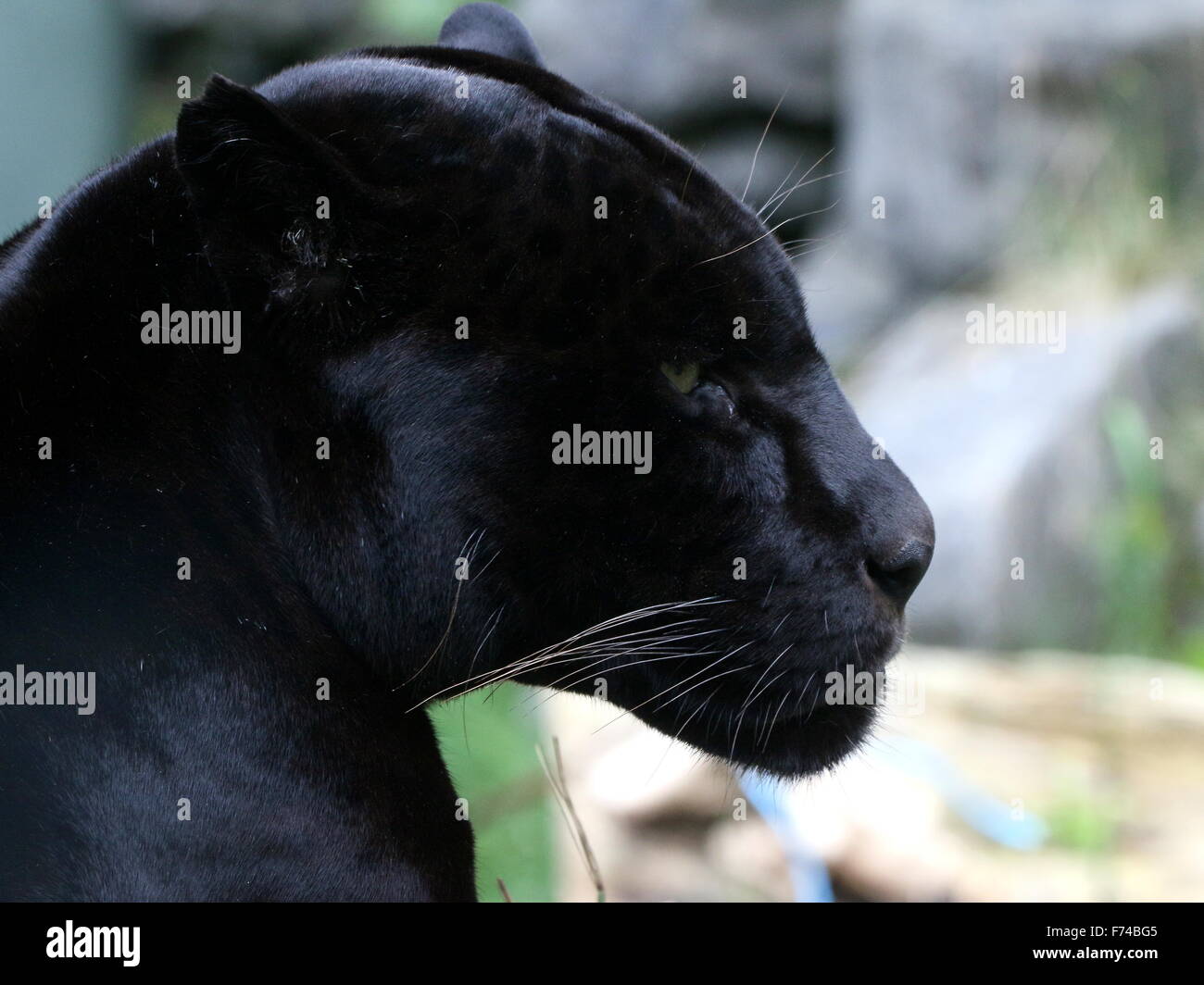 Close-up della testa di un maschio di South American Giaguaro Nero (Panthera onca), visto di profilo Foto Stock