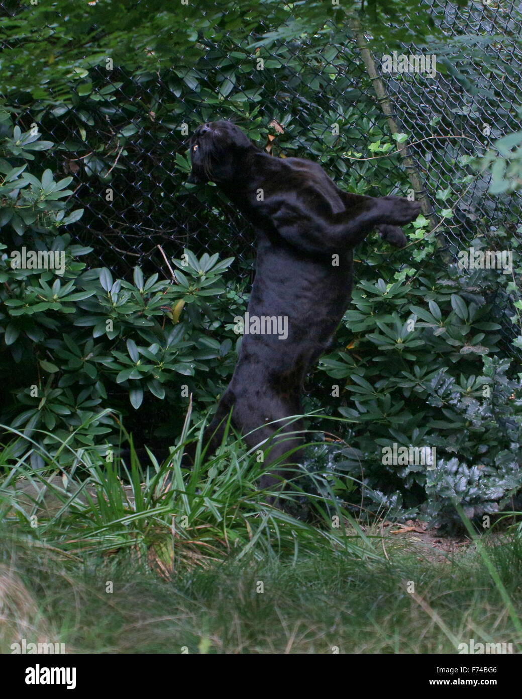 Voce maschile Sud Americana Giaguaro Nero (Panthera onca) in una gabbia a zoo Emmen, Paesi Bassi, allevamento fino sulle zampe posteriori Foto Stock