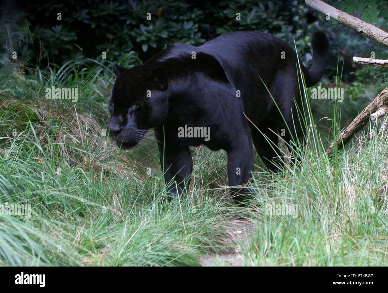 Voce maschile Sud Americana Giaguaro Nero (Panthera onca) sul prowl Foto Stock
