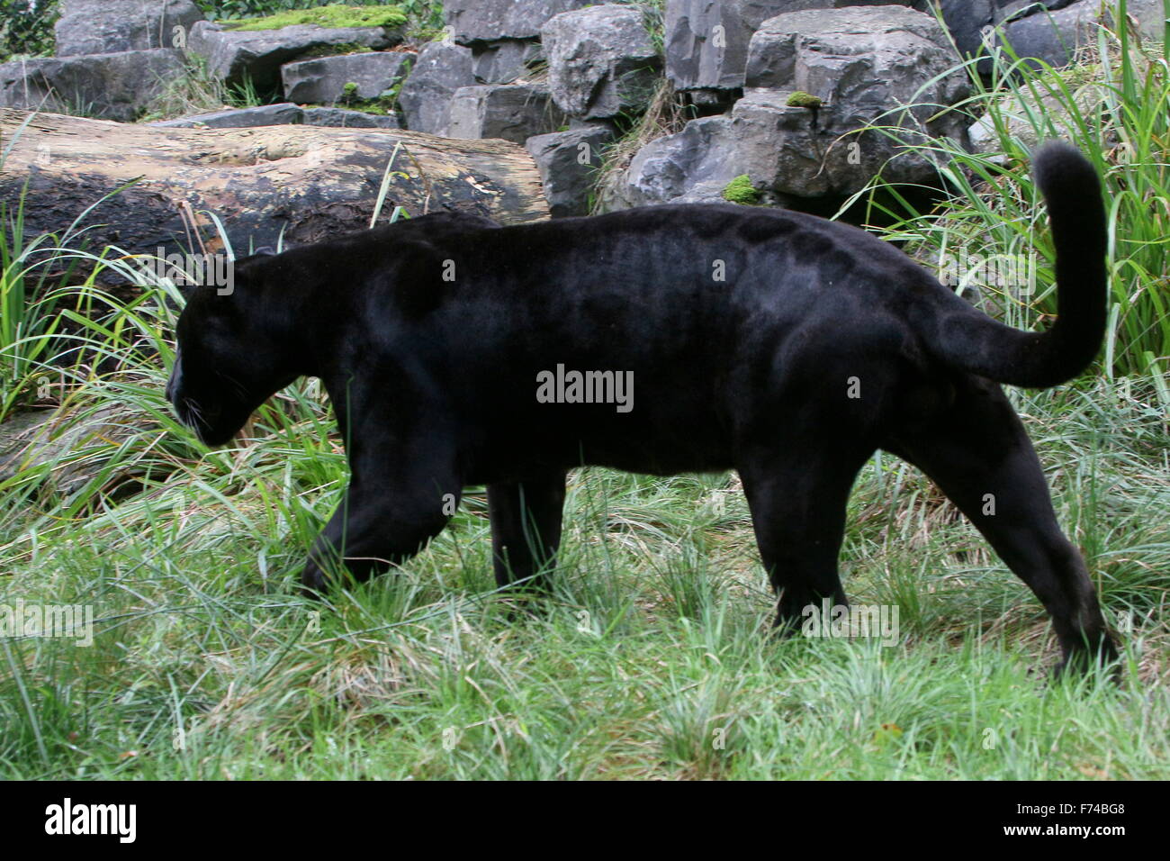 Voce maschile Sud Americana Giaguaro Nero (Panthera onca) sul prowl Foto Stock
