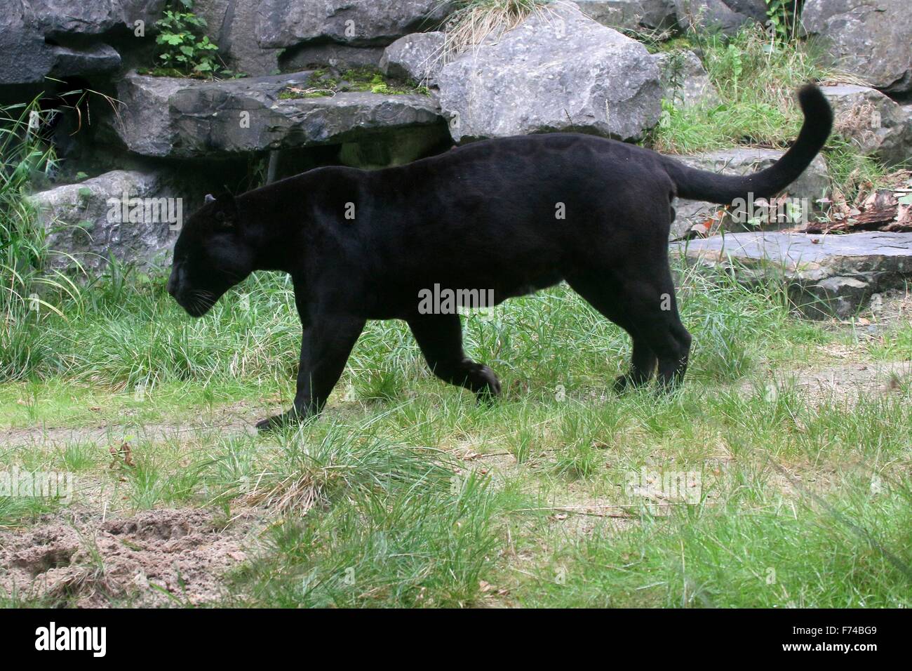 Voce maschile Sud Americana Giaguaro Nero (Panthera onca) sul prowl Foto Stock
