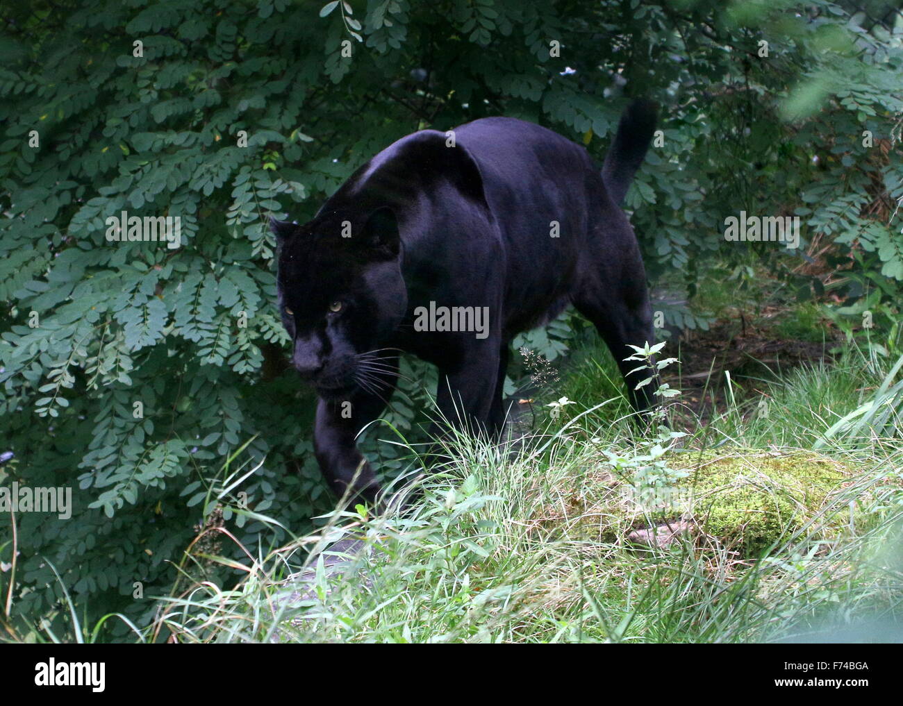 Voce maschile Sud Americana Giaguaro Nero (Panthera onca) sul prowl Foto Stock