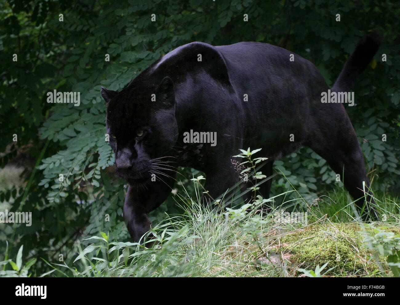 Voce maschile Sud Americana Giaguaro Nero (Panthera onca) sul prowl Foto Stock