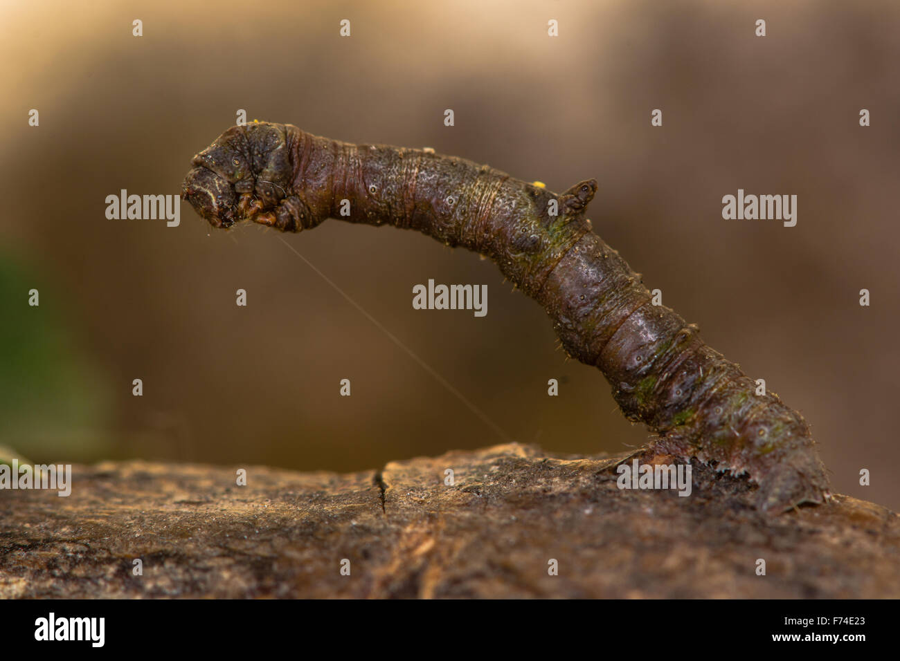Brimstone (Opisthograptis luteolata) caterpillar marrone (modulo) mimetizzata su un ramoscello Foto Stock