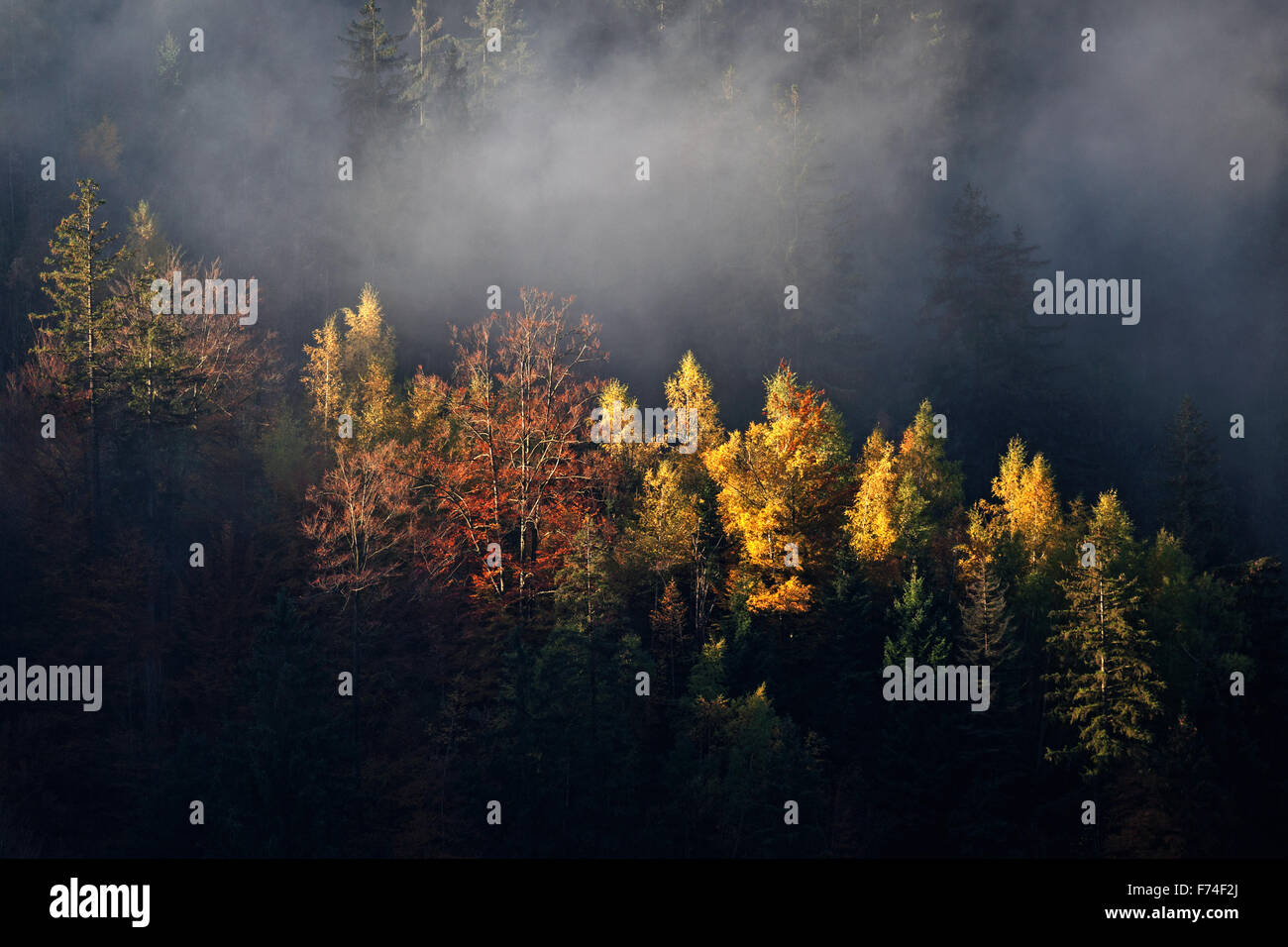 Bosco autunnale, decolorata alberi, nebbia, Bad Hindelang, Algovia, Baviera, Germania Foto Stock