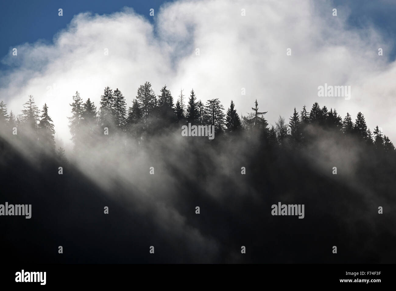 La nebbia tra le cime degli alberi, Bad Oberdorf, Bad Hindelang, Algovia, Baviera, Germania Foto Stock