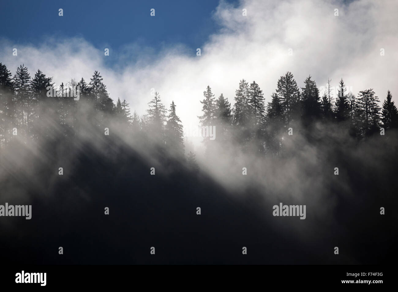 La nebbia tra le cime degli alberi, Bad Oberdorf, Bad Hindelang, Algovia, Baviera, Germania Foto Stock