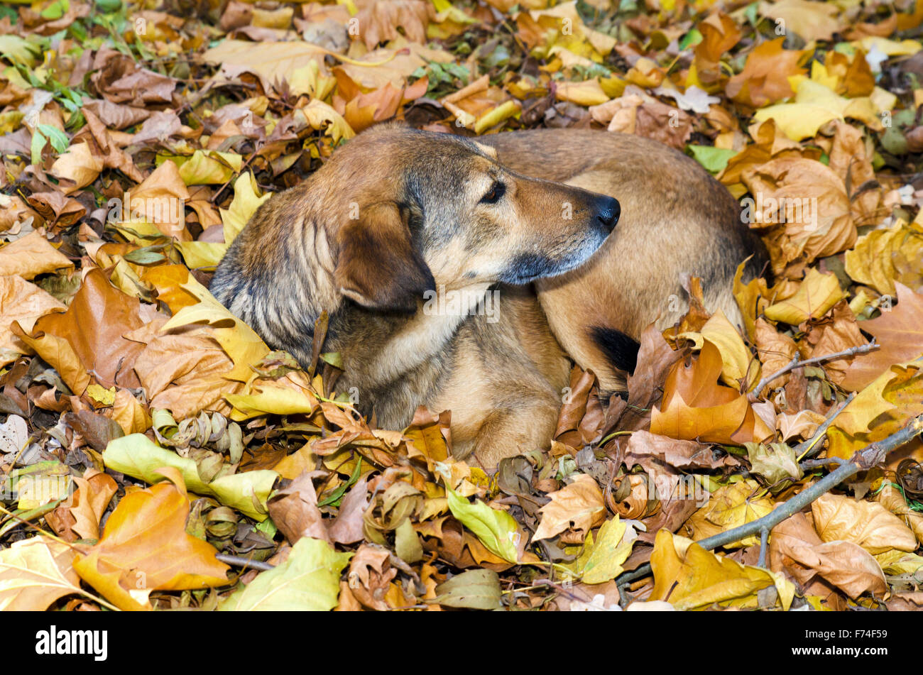 Senzatetto cane si accoccola in foglie di autunno in un parco Foto Stock
