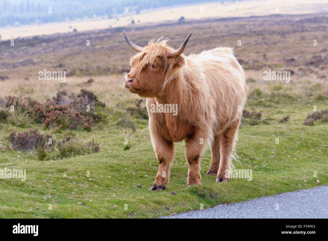 Highland mucca (Bos taurus) a lato della strada nel Parco Nazionale di Dartmoor nel Devon, Inghilterra Foto Stock