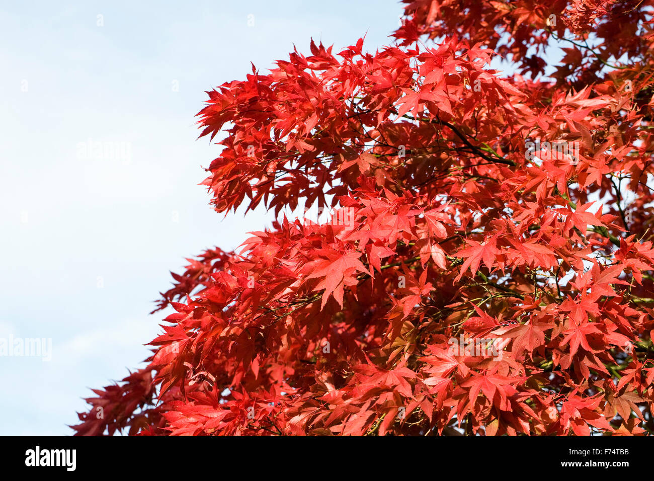 Red Acer le foglie in autunno contro un cielo blu. Foto Stock