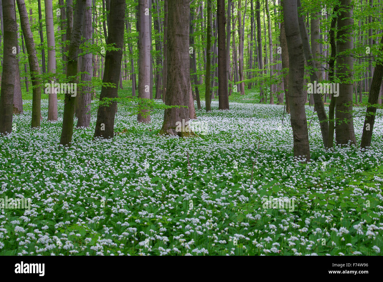 Aglio in legno / ramsons / aglio selvatico (Allium ursinum) fioritura nella foresta di faggio in primavera Foto Stock