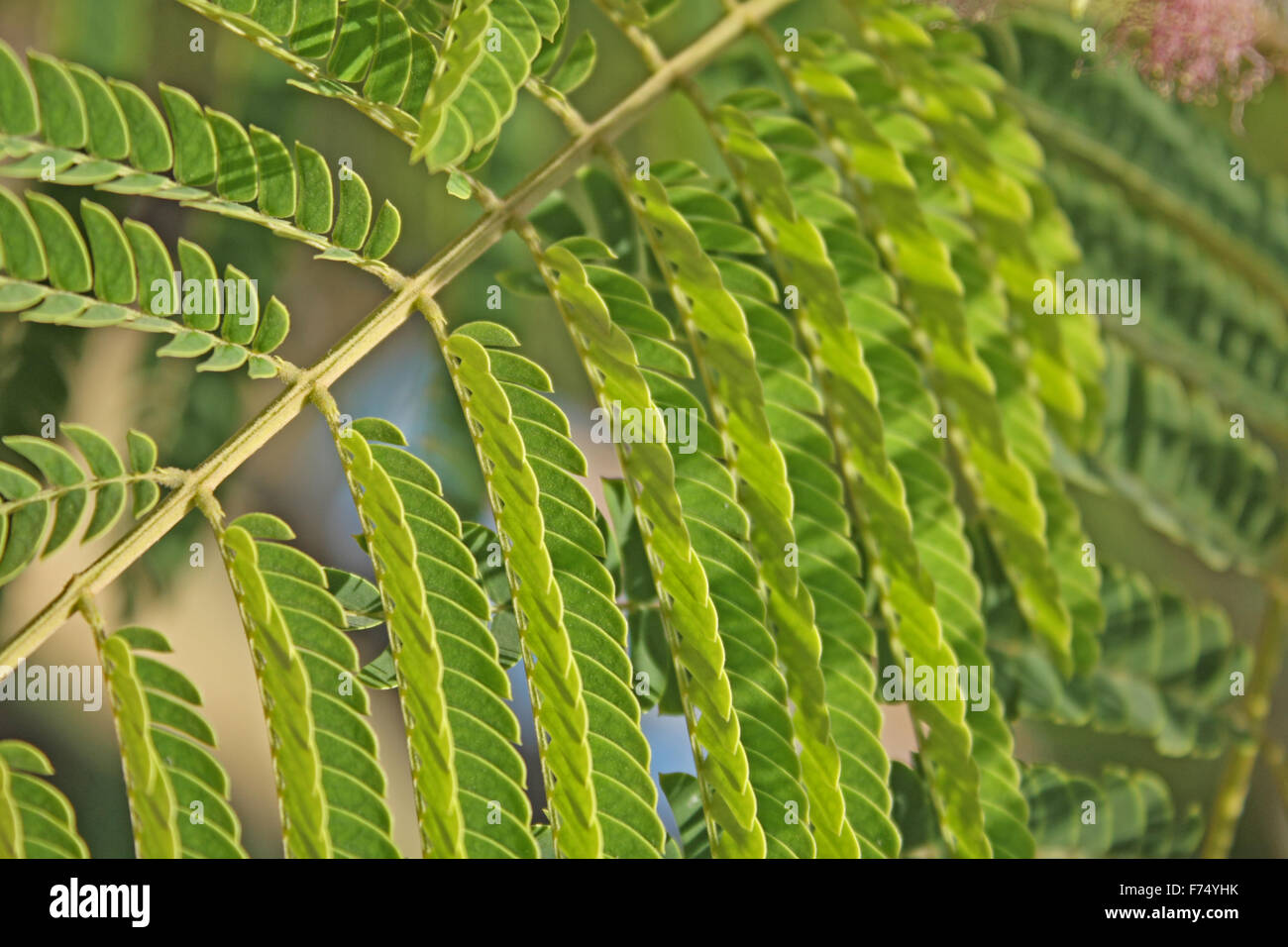 Foglie di Albizia Foto Stock