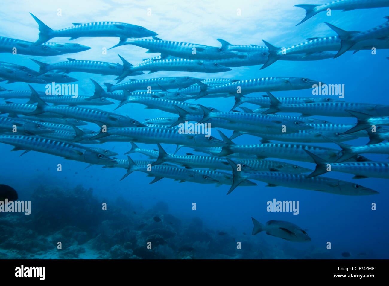 Scuola di subacquea barracuda Foto Stock