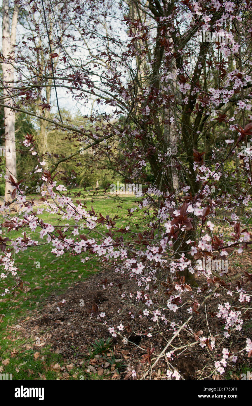 PRUNUS CERASIFERA WOODII Foto Stock
