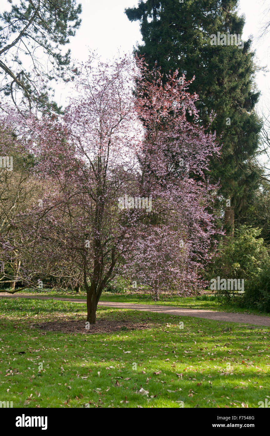 PRUNUS CERASIFERA RUBRA a Westonbirt Arboretum Foto Stock
