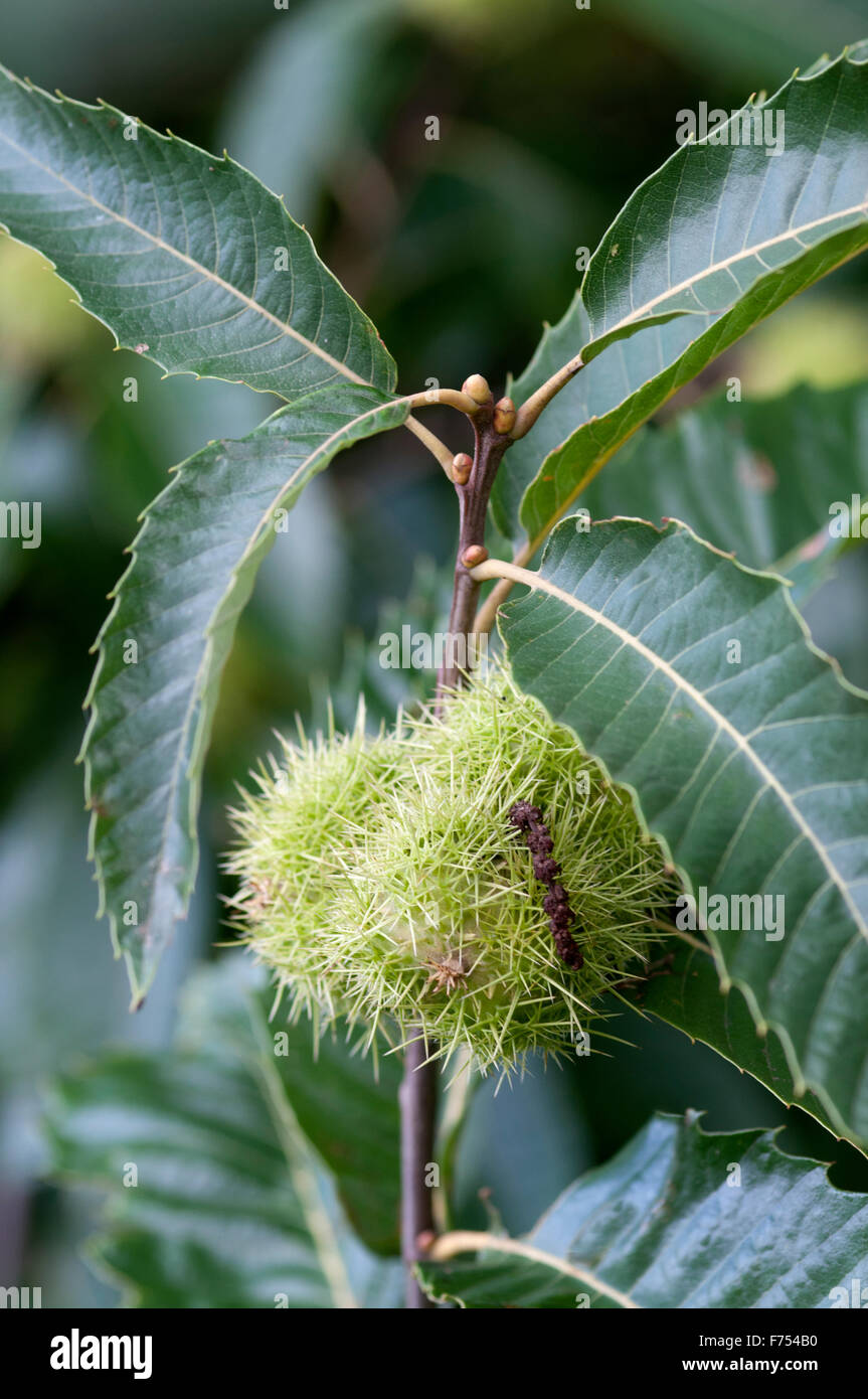 CASTANEA SATIVA Foto Stock