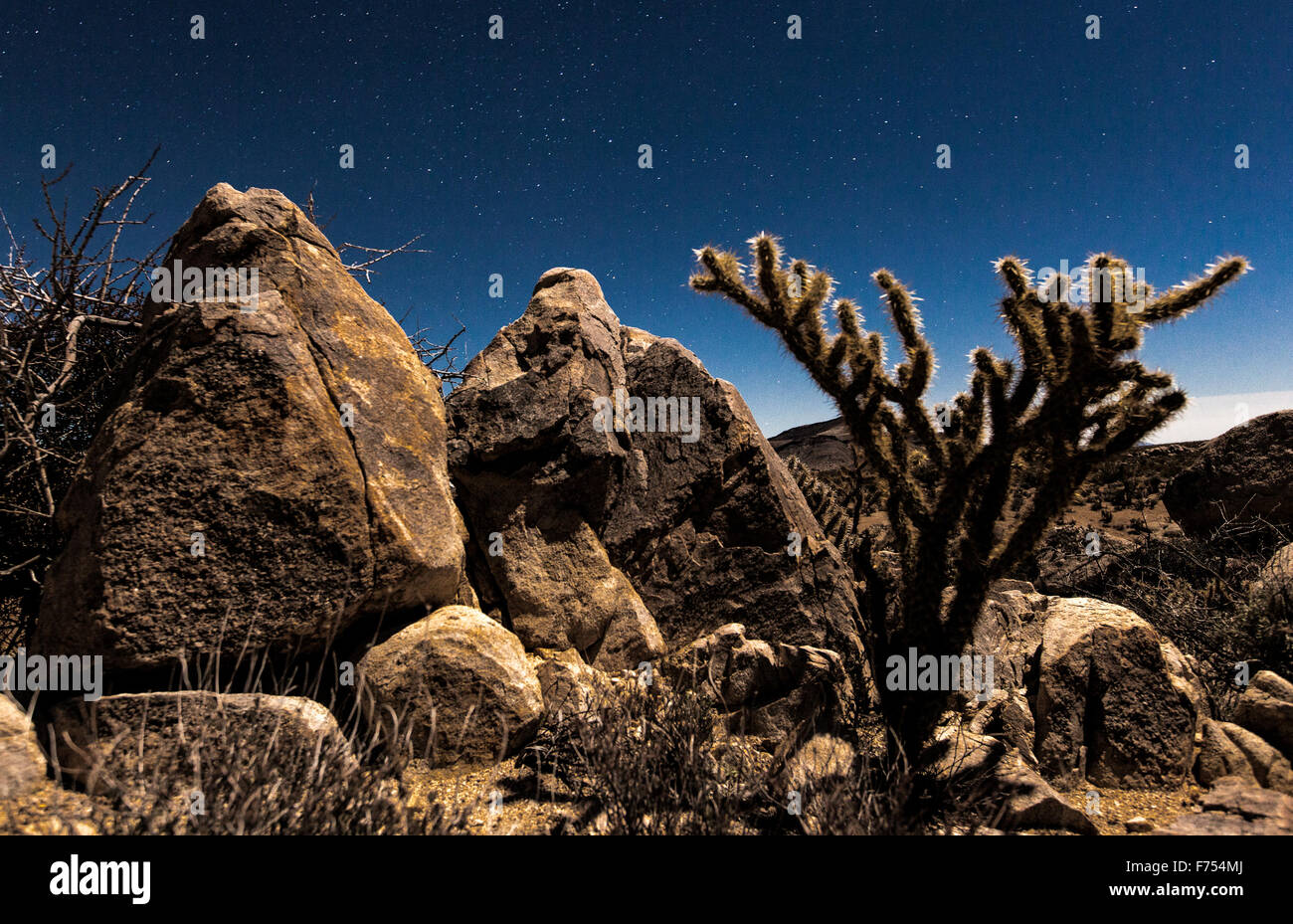 Rocky Chollo Cactus Foto Stock
