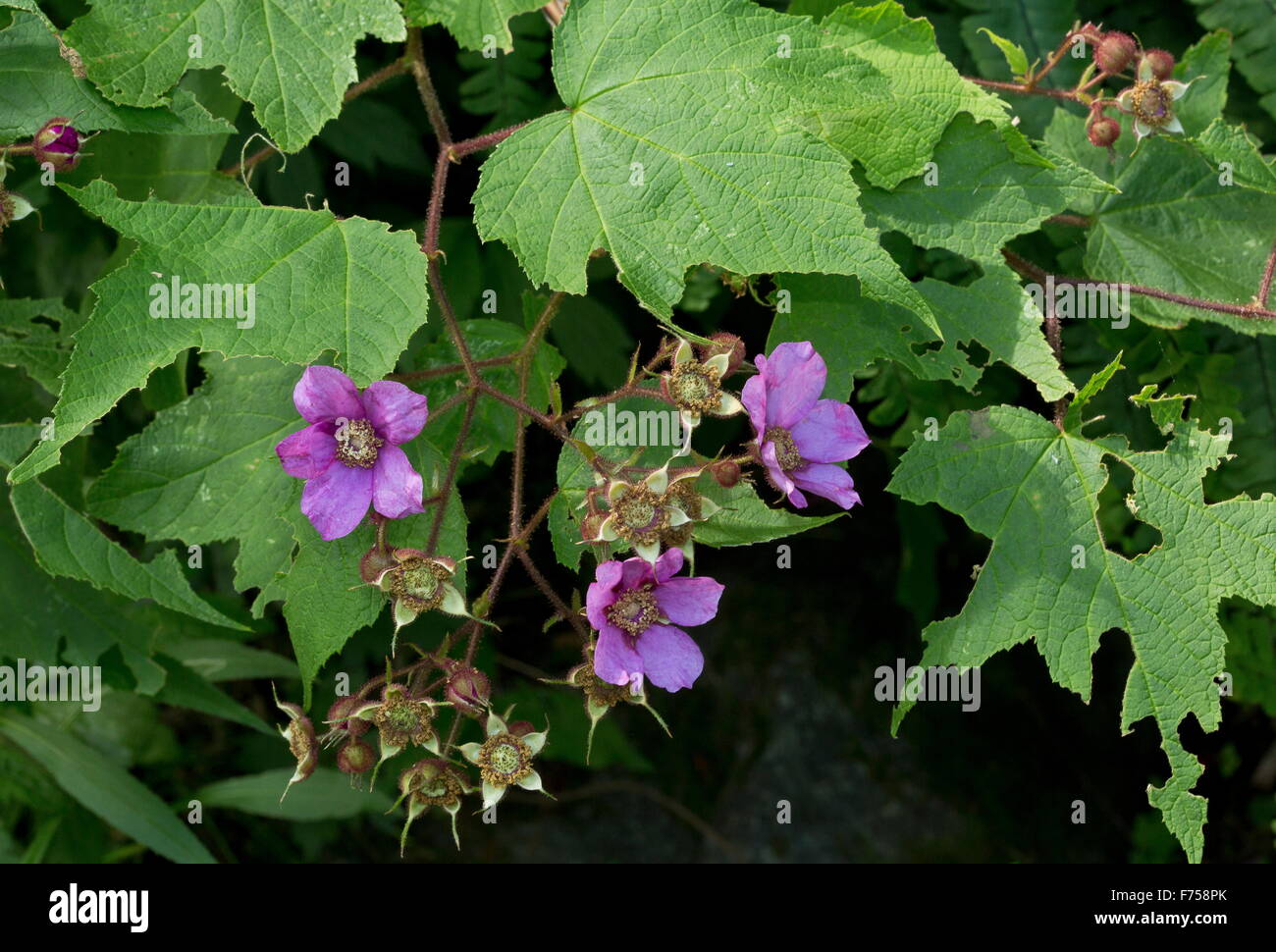 Viola a fiore di lampone o di fioritura lampone, in fiore. Foto Stock