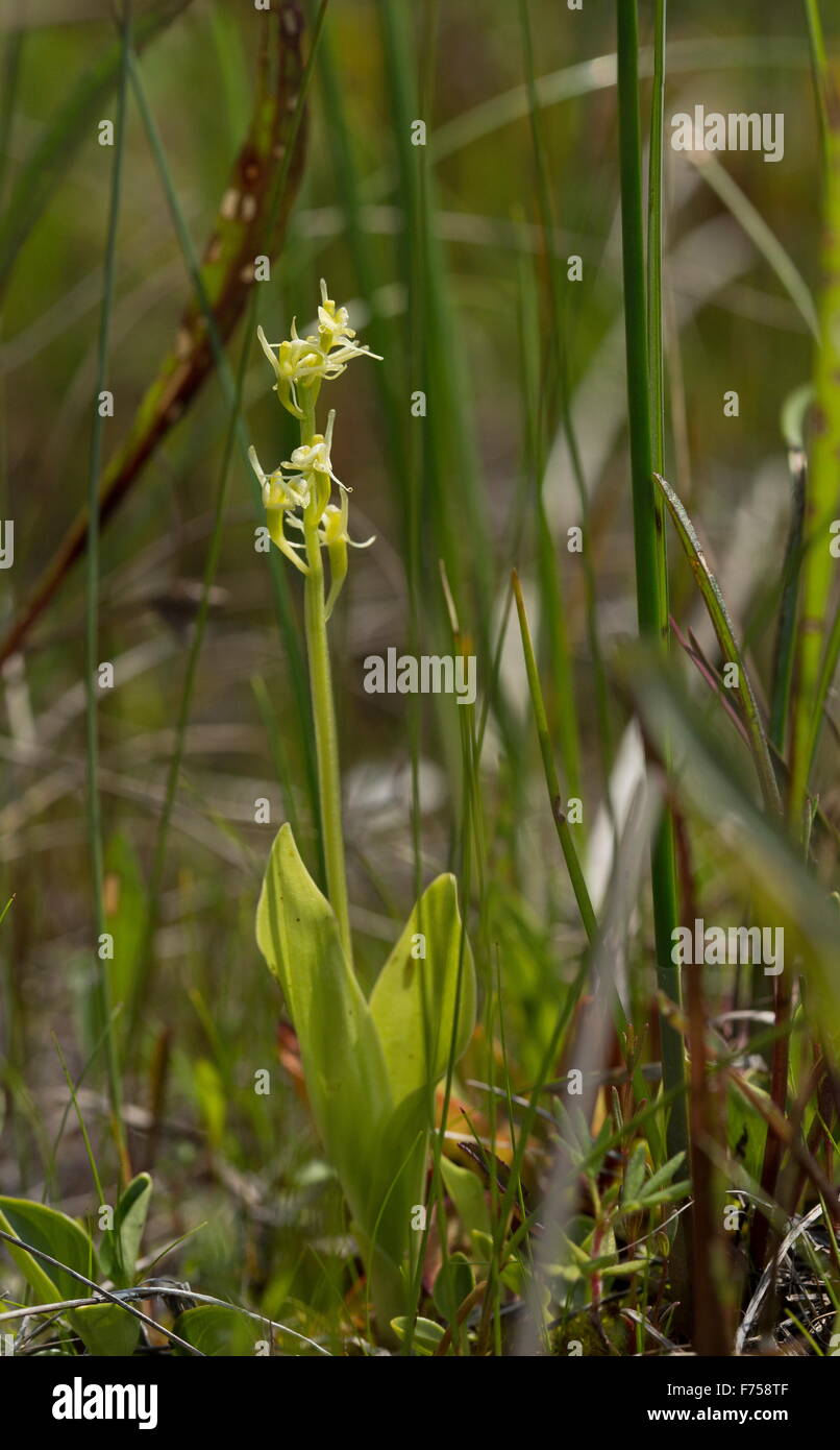 Fen Orchid, o Loesel's Twayblade; molto rara pianta NEL REGNO UNITO Foto Stock