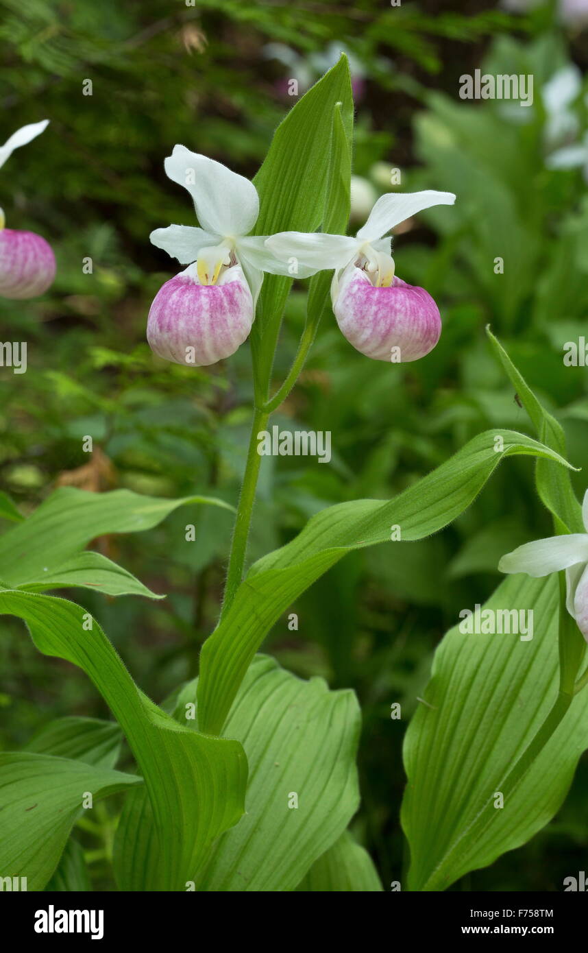 Appariscente Lady's-pianelle in fiore in un fen, Canada. Foto Stock