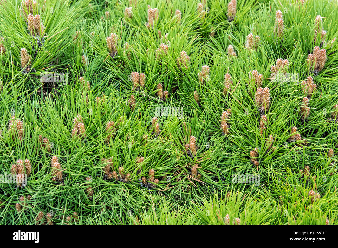 Sullo sfondo di un verde pino mugo aghi close-up. Foto Stock