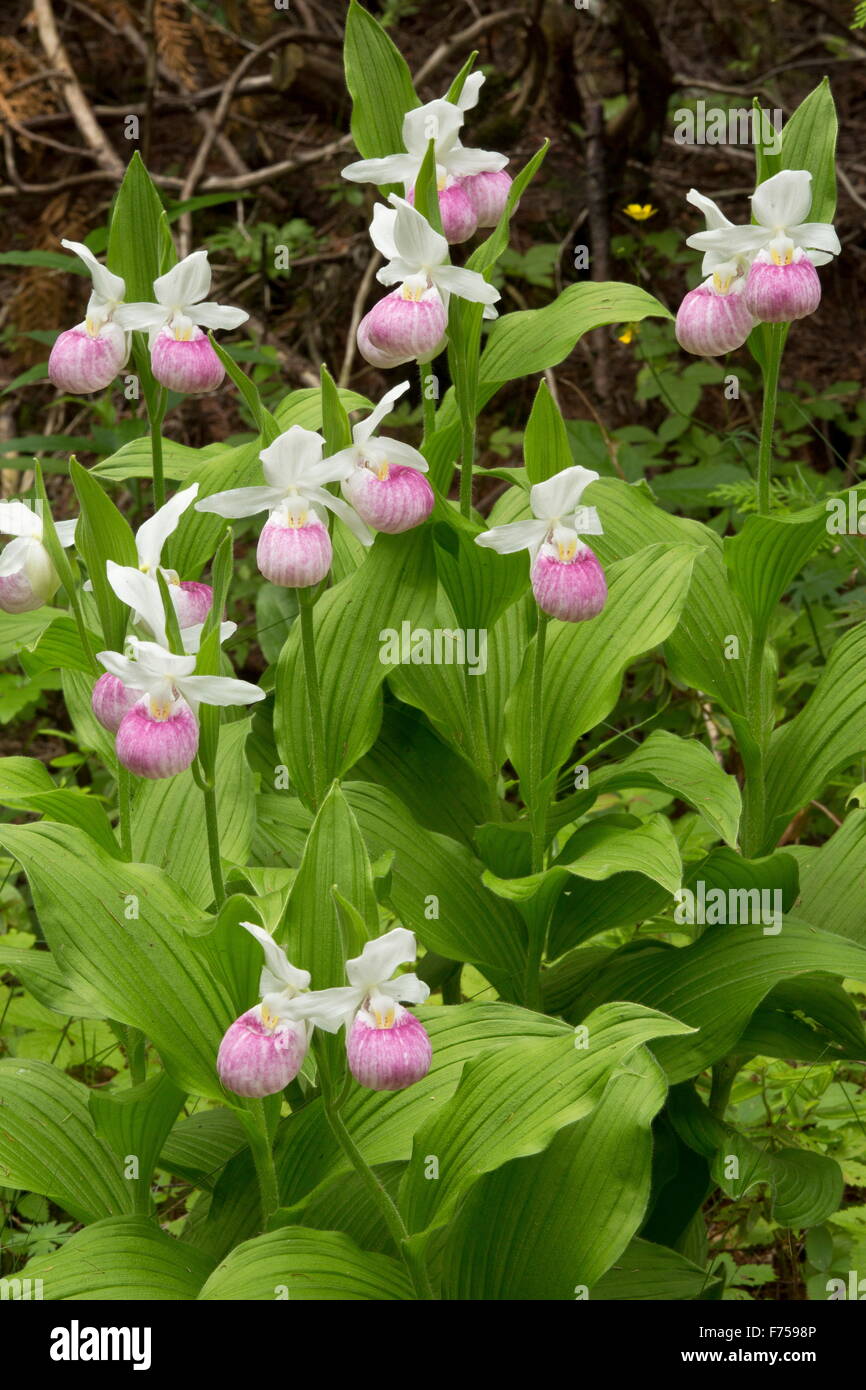 Appariscente Lady's-pianelle in fiore in un fen, Canada. Foto Stock