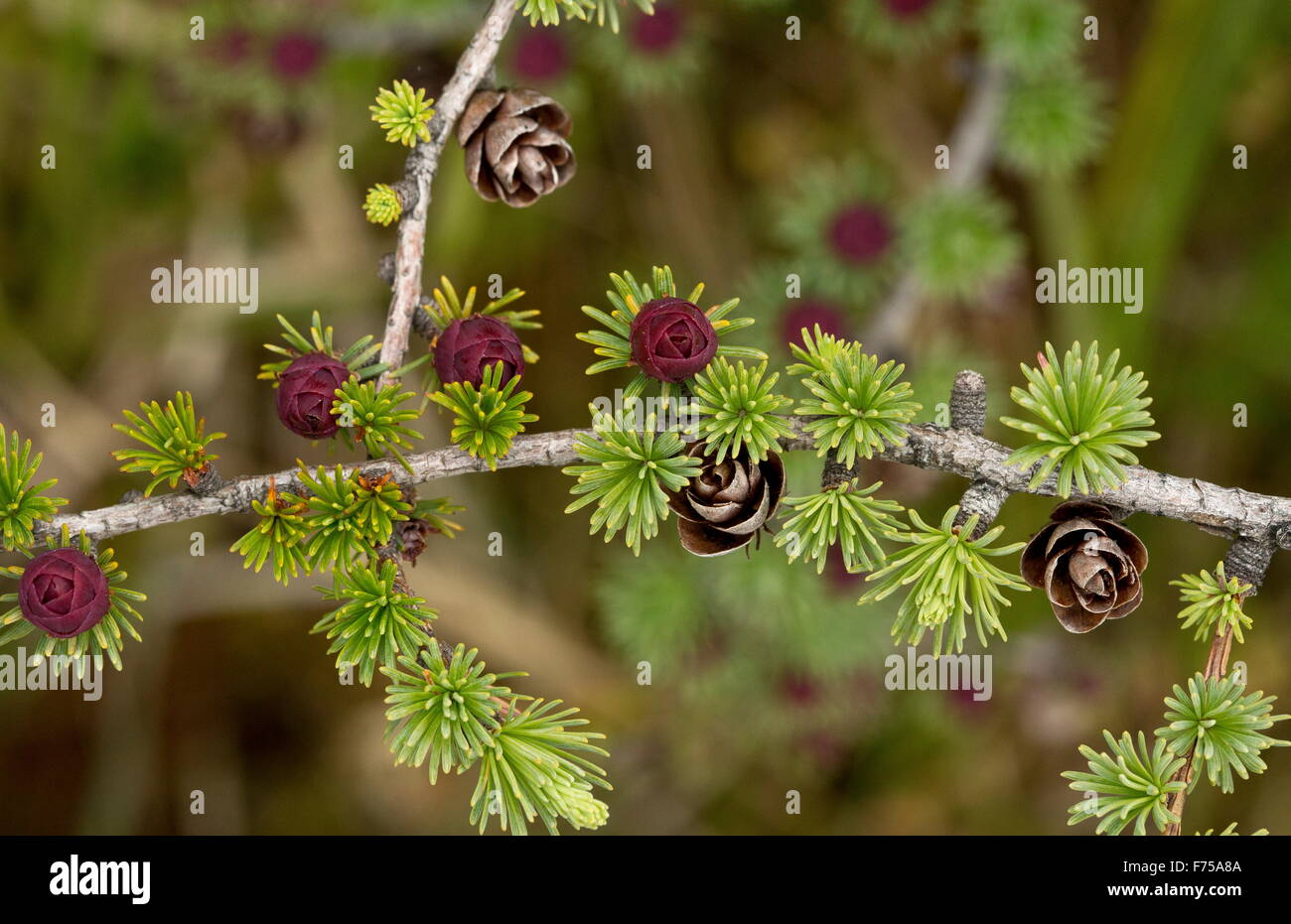 Tamarack, o orientale, larice Larix laricina con i coni femminili e fiori. Il Terranova. Foto Stock