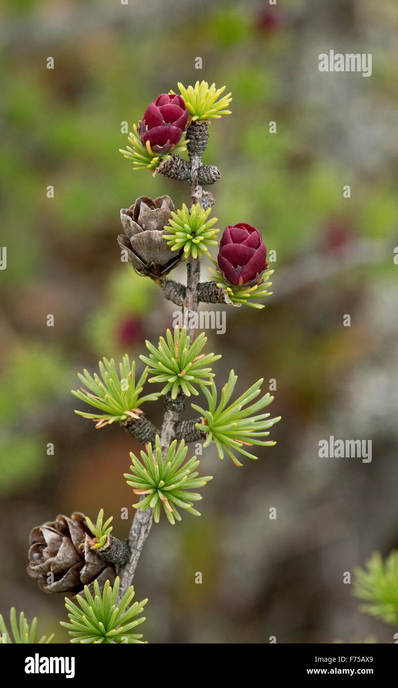 Tamarack, o orientale, larice Larix laricina con i coni femminili e fiori. Il Terranova. Foto Stock