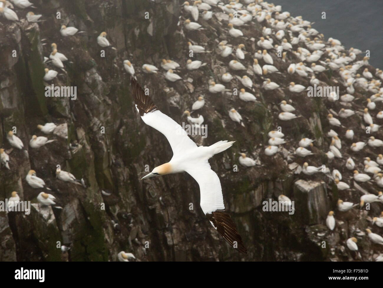 Northern Gannet in volo a North Atlantic gannet colonia. Foto Stock