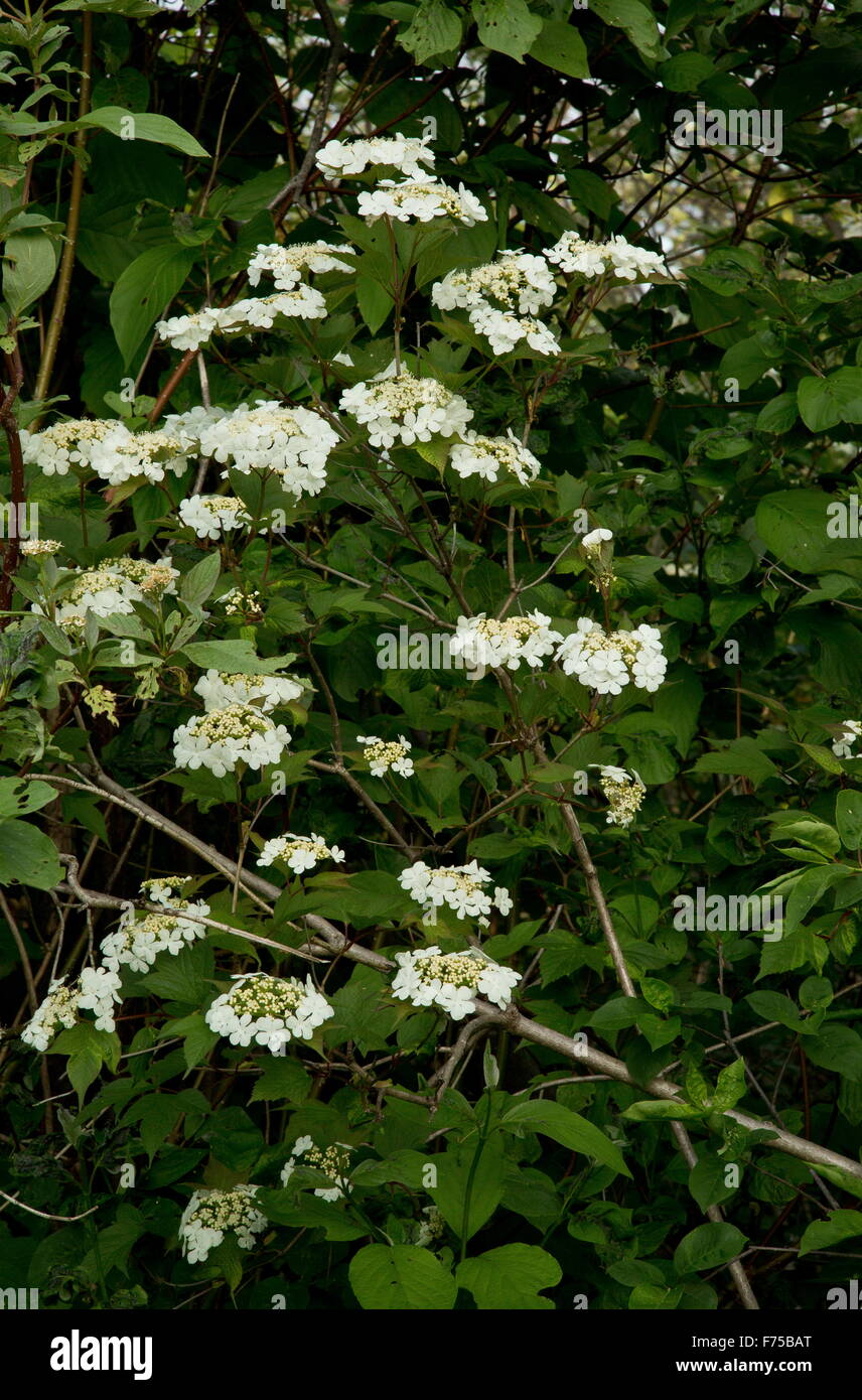 American cranberrybush pallon di maggio, Viburnum opulus var. americanus, in fiore; a ovest di Terranova. Foto Stock