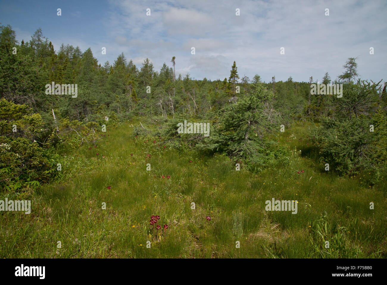 Base-ricca bog o fen, con brocca viola-piante e altre specie, al fiume Lomond, west Terranova. Foto Stock