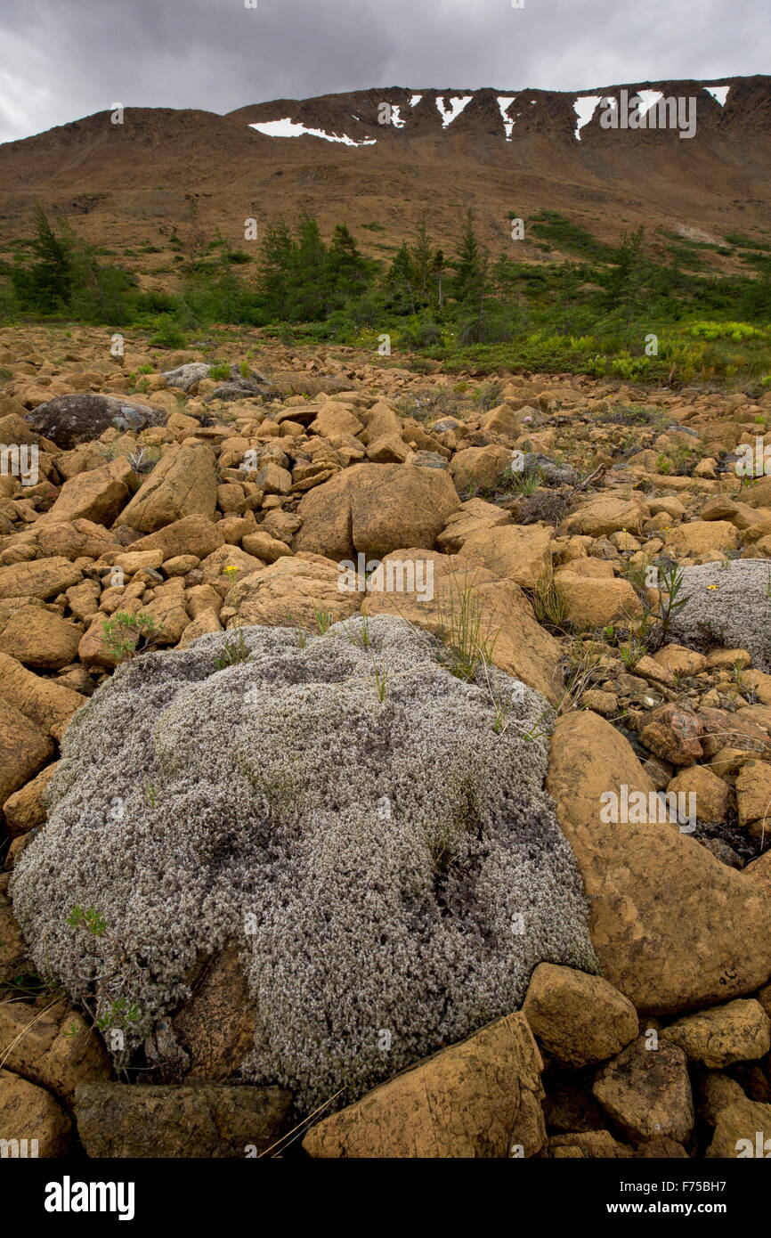 Frangia di lana-moss, sulla serpentina e peridotiti a alpeggi, Gros-Morne National Park, Terranova. Foto Stock