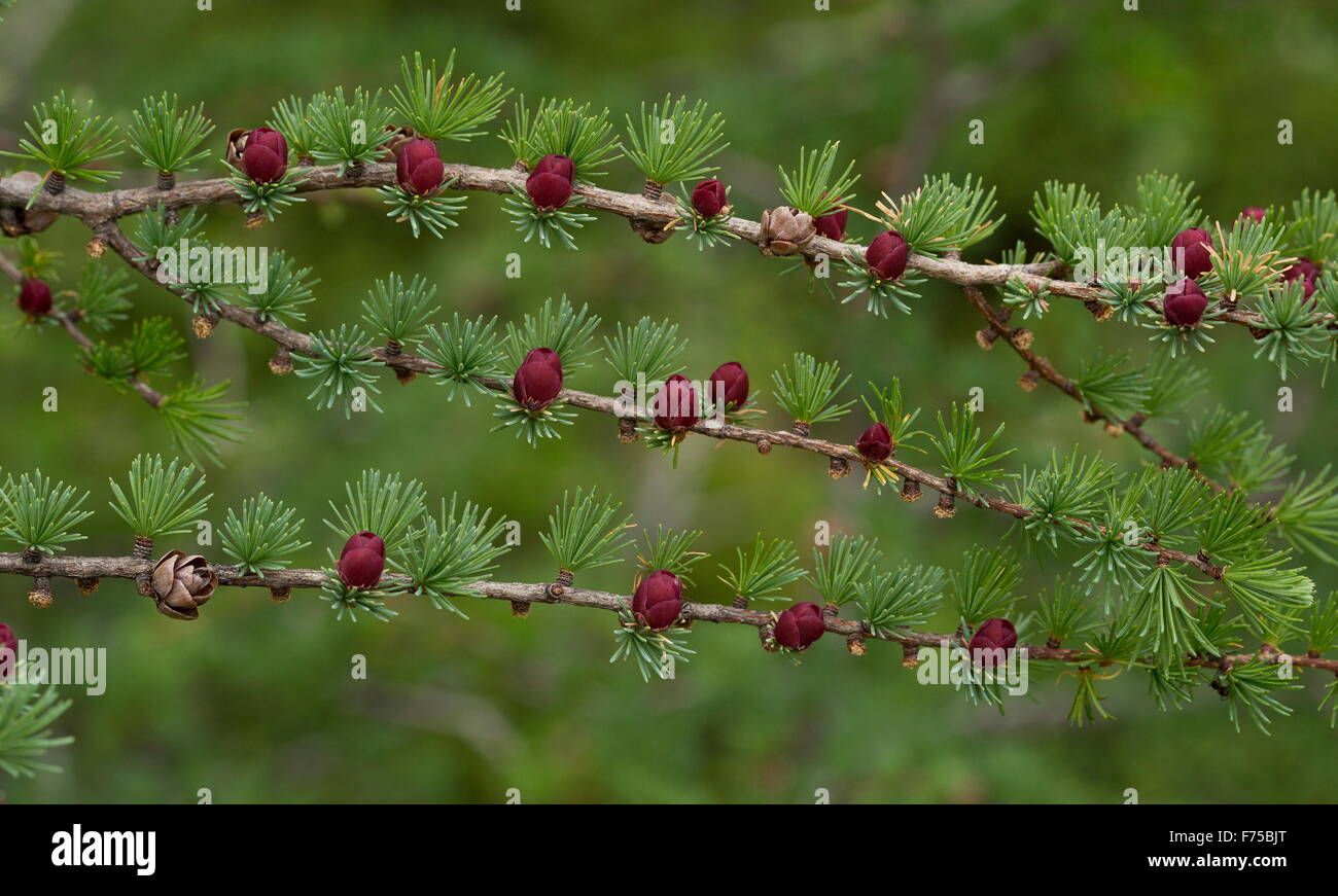 Tamarack, o orientale, larice Larix laricina con i coni femminili e fiori. Il Terranova. Foto Stock
