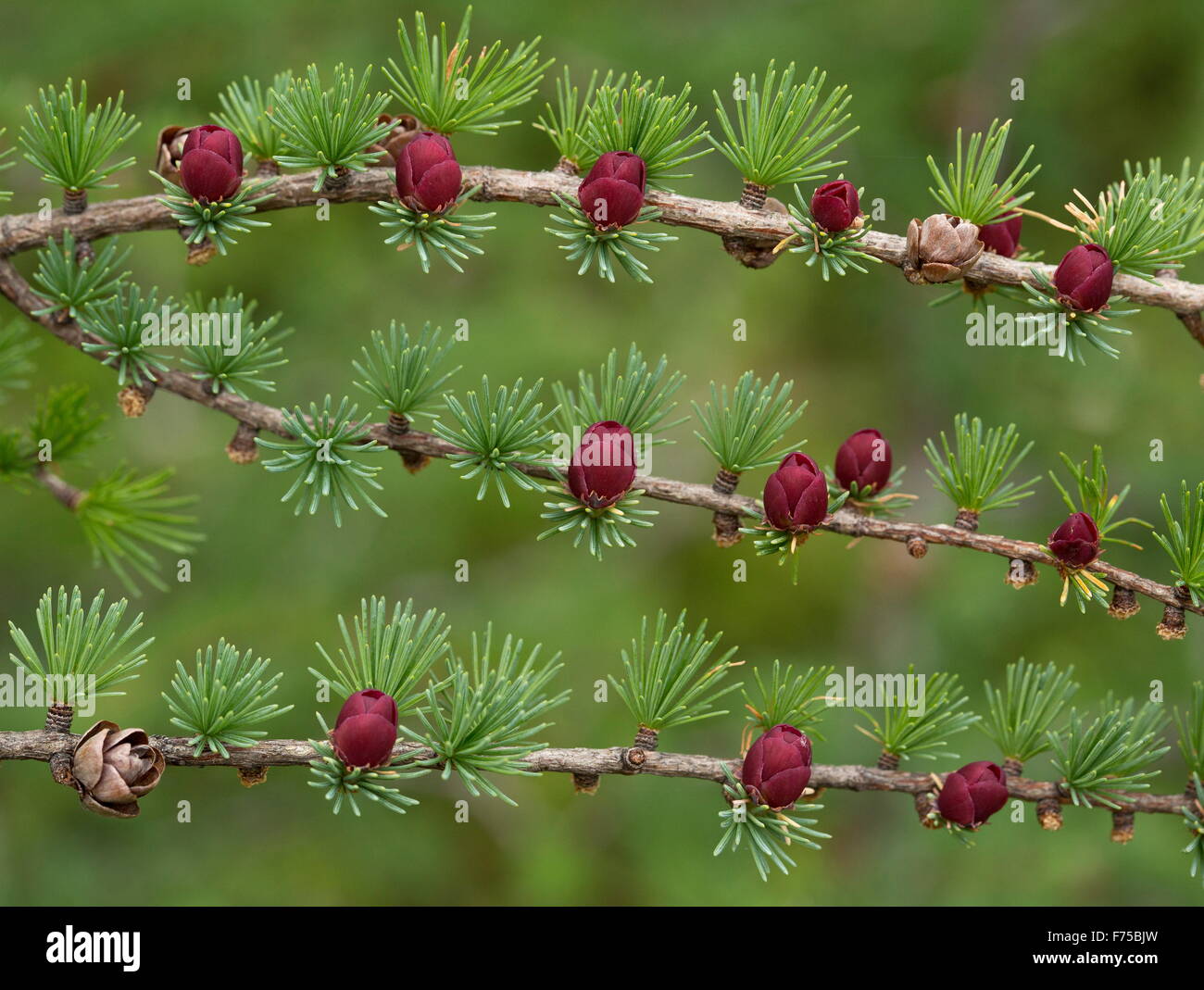 Tamarack, o orientale, larice Larix laricina con i coni femminili e fiori. Il Terranova. Foto Stock